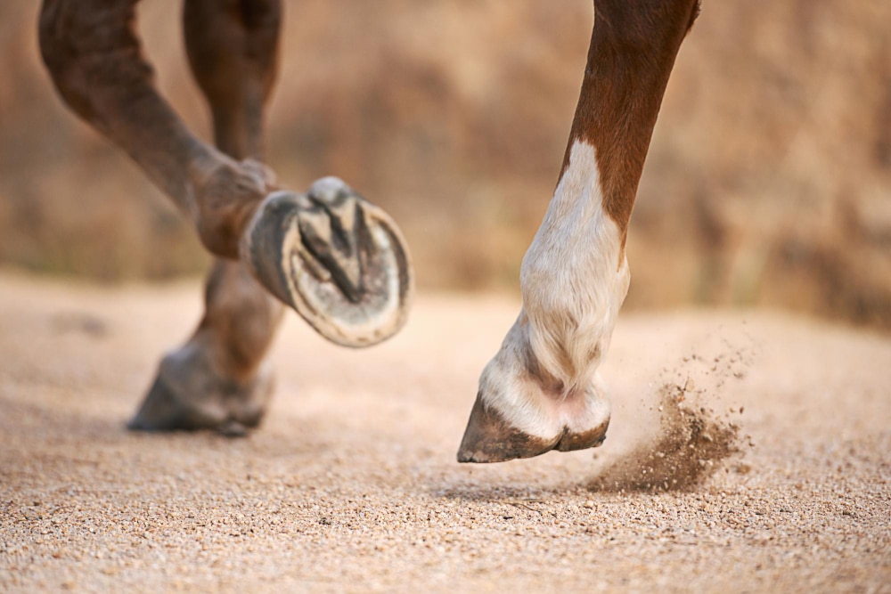 Sabot de cheval